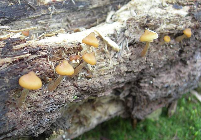 Una Galerina 